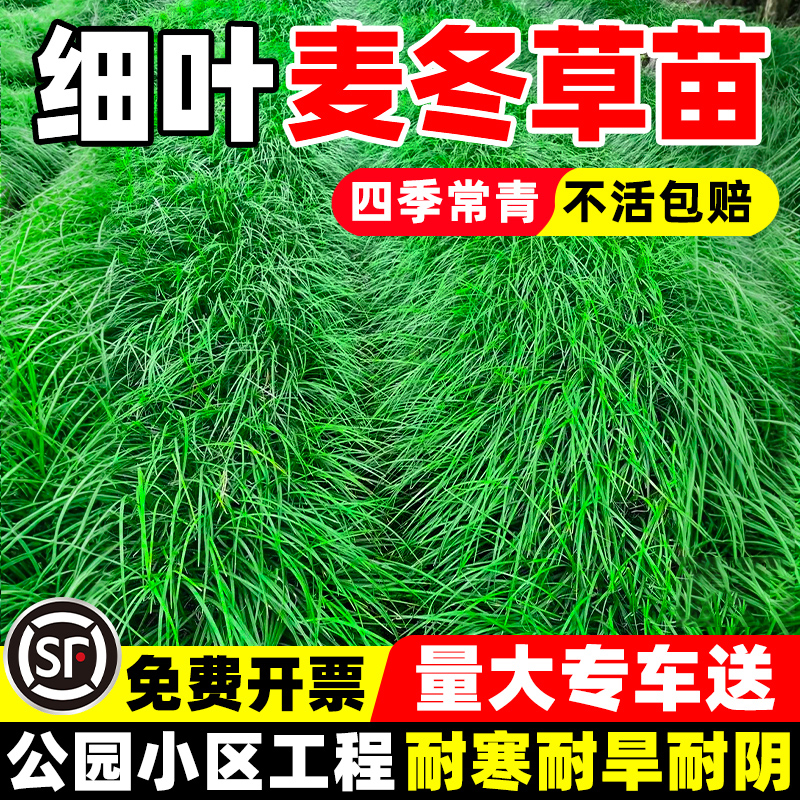 细叶麦冬草苗工程道路园林绿化