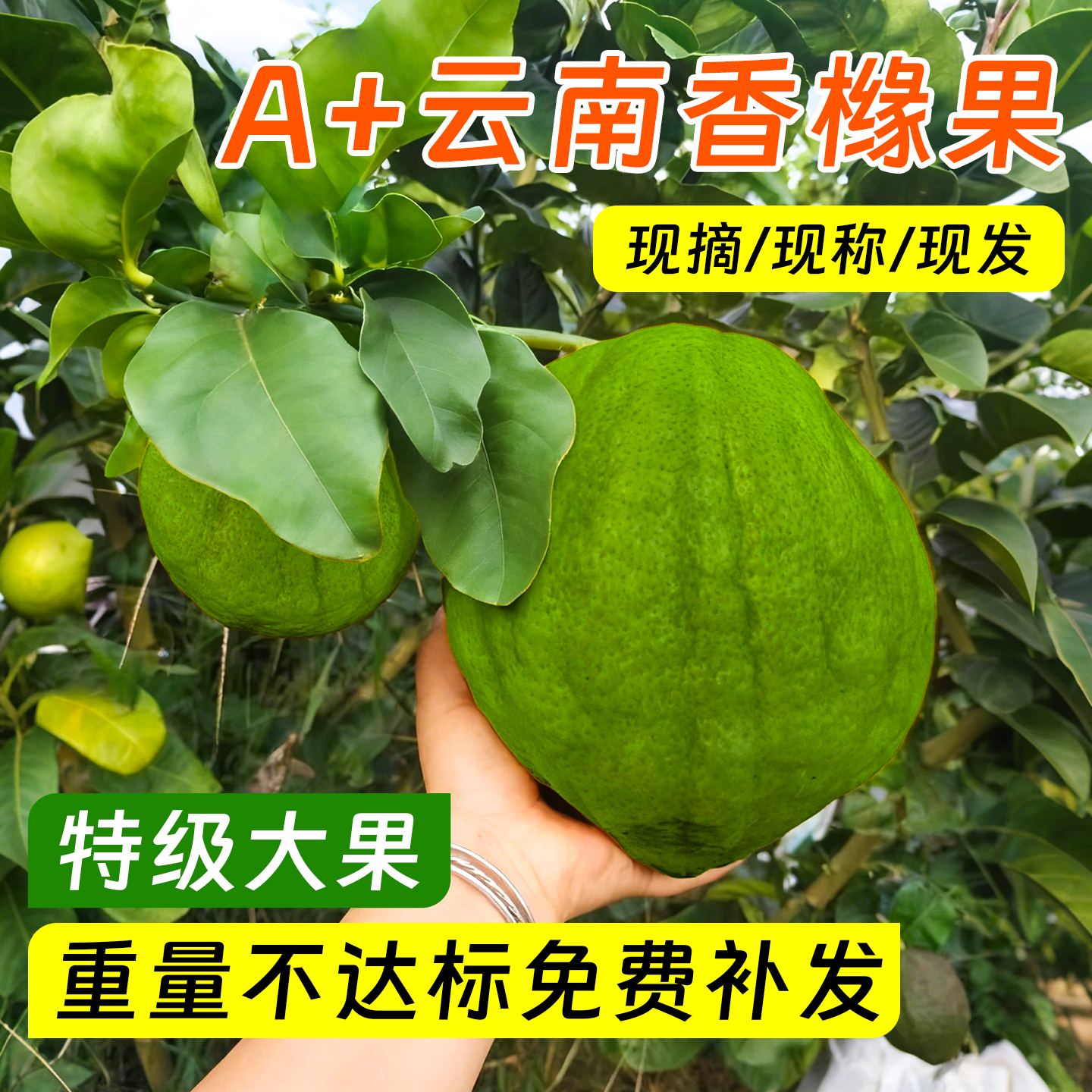 新鲜香橼果佛手柑云南老香黄观赏