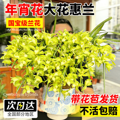 大花蕙兰过年年宵花鲜绿植物兰花