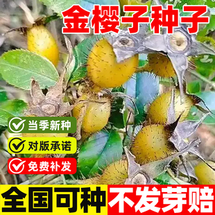 金樱种子籽苗山石榴糖罐庭院花卉种籽当年现采金樱子种子中草药苗