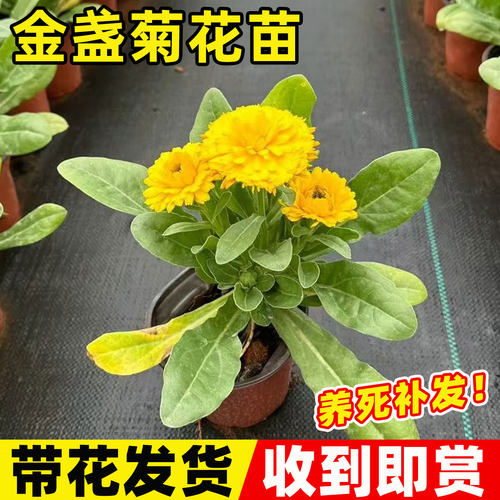 金盏菊盆栽花卉花卉苗多年生观赏