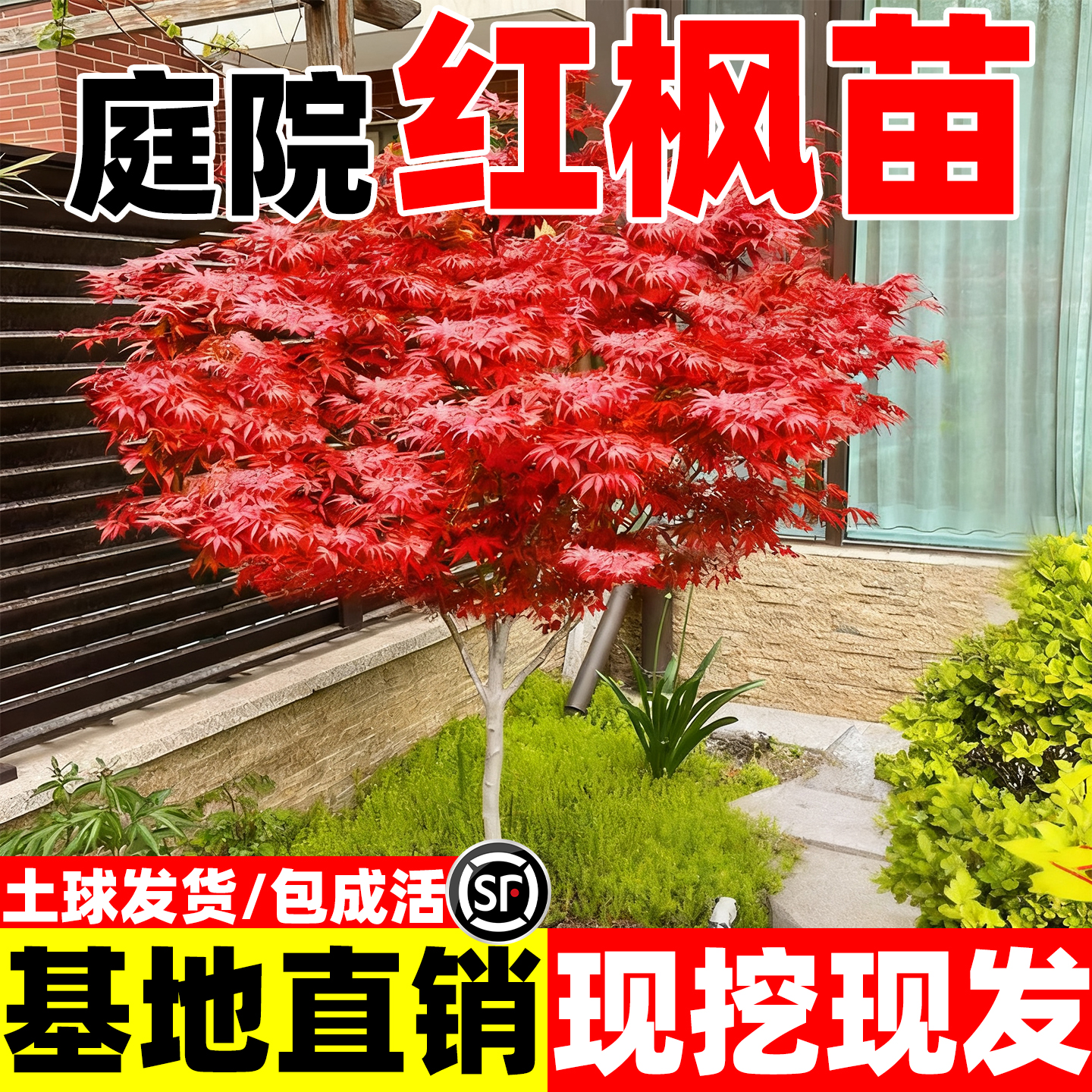 日本红枫树苗庭院别墅南北方种植