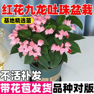 红色九龙吐珠阳台盆栽红龙吐珠红萼龙吐珠麒麟龙吐珠攀援爬藤花苗