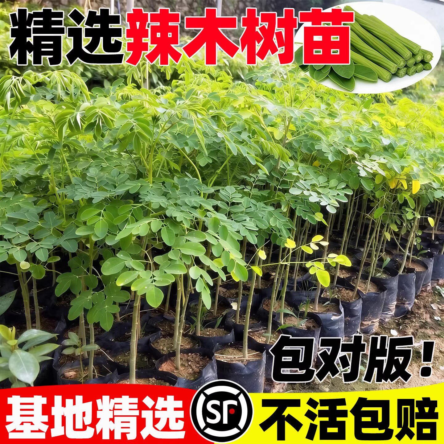 正宗辣木苗珍稀名贵植物正品浓香型印度辣木树苗盆栽耐寒辣木籽苗