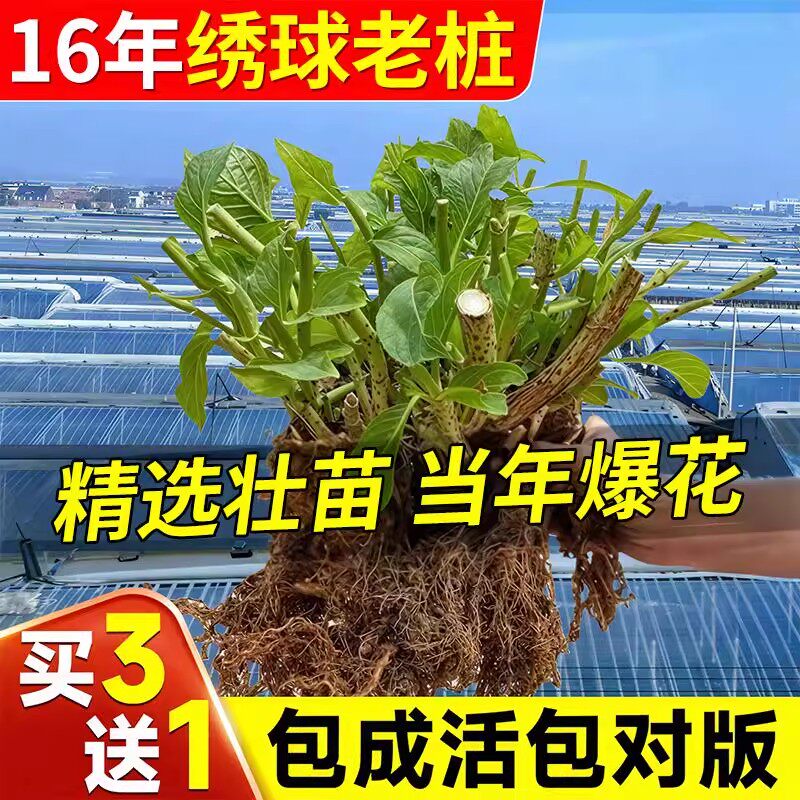 绣球老桩无尽夏花大苗花卉浓香无尽夏盆栽阳台室内外庭院花苗植物