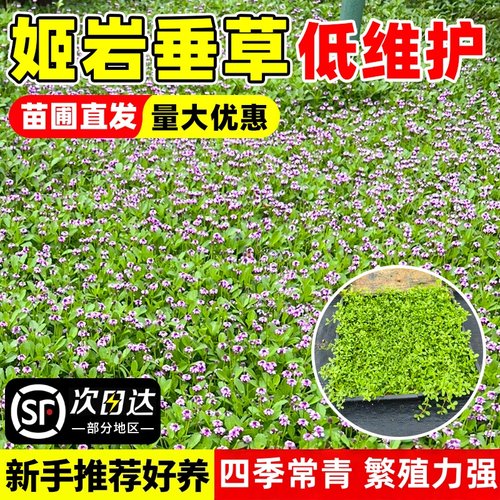 草皮草种姬岩垂草耐寒耐踩植物