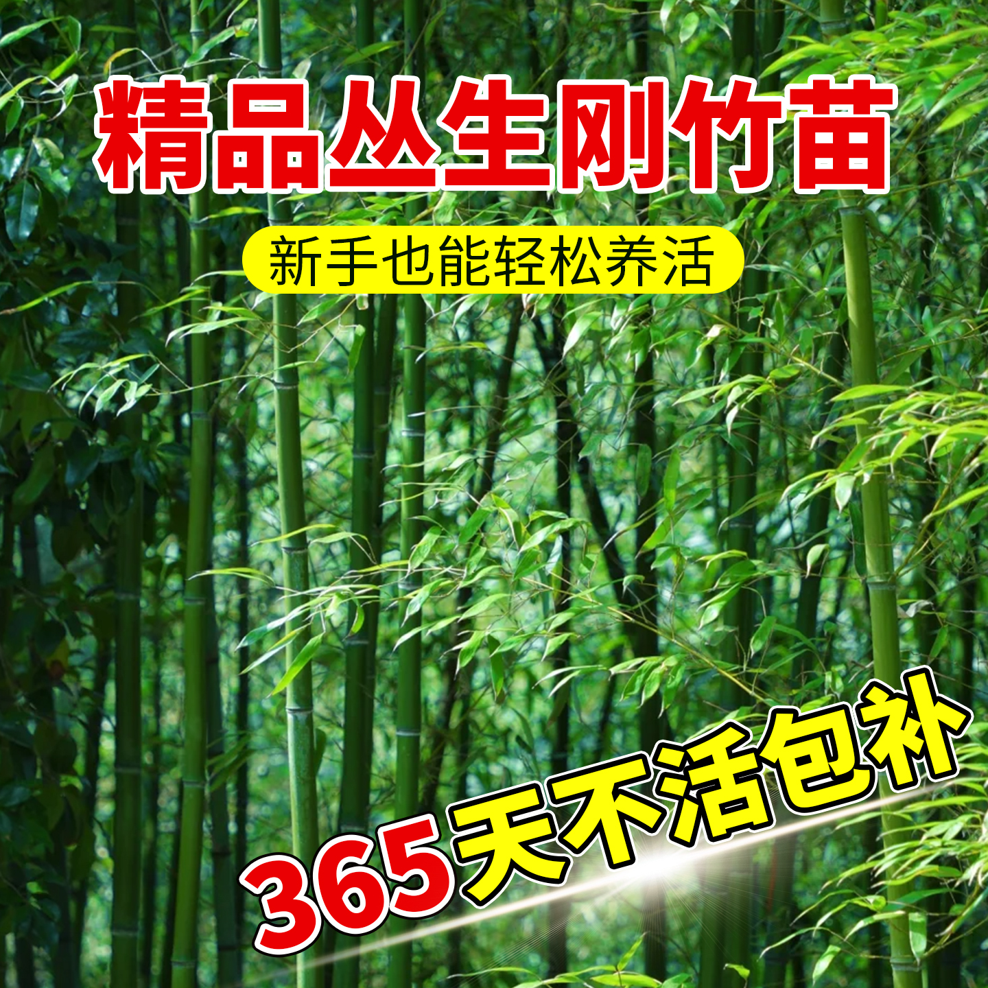 刚竹树苗基地绿色植物花卉绿植