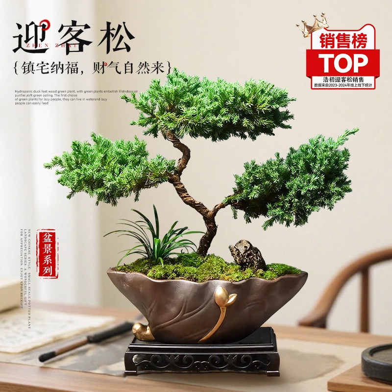 迎客松真树盆景五层塔松罗汉松室