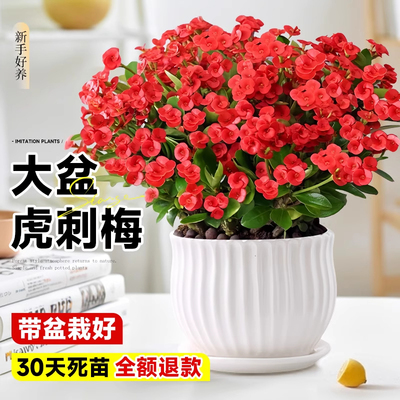 大盆虎刺梅盆栽带花发货铁海棠花