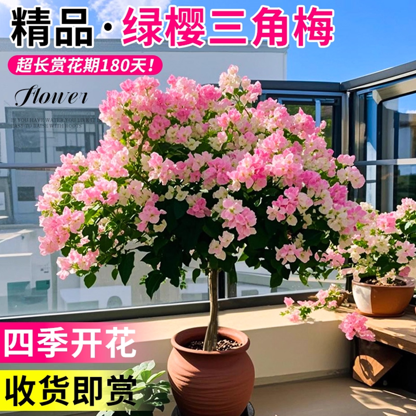 三角梅盆栽带花苞四季精品重瓣漳红樱绿樱开花勤花绿植物盆景花卉