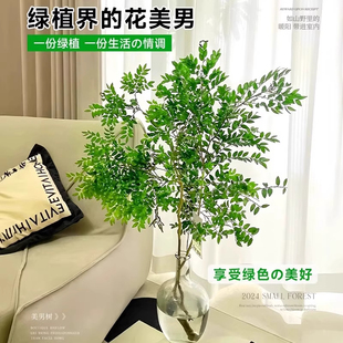 美男树水培植物马醉木吊钟鲜切枝室内四季好养无土纯水培绿植水养