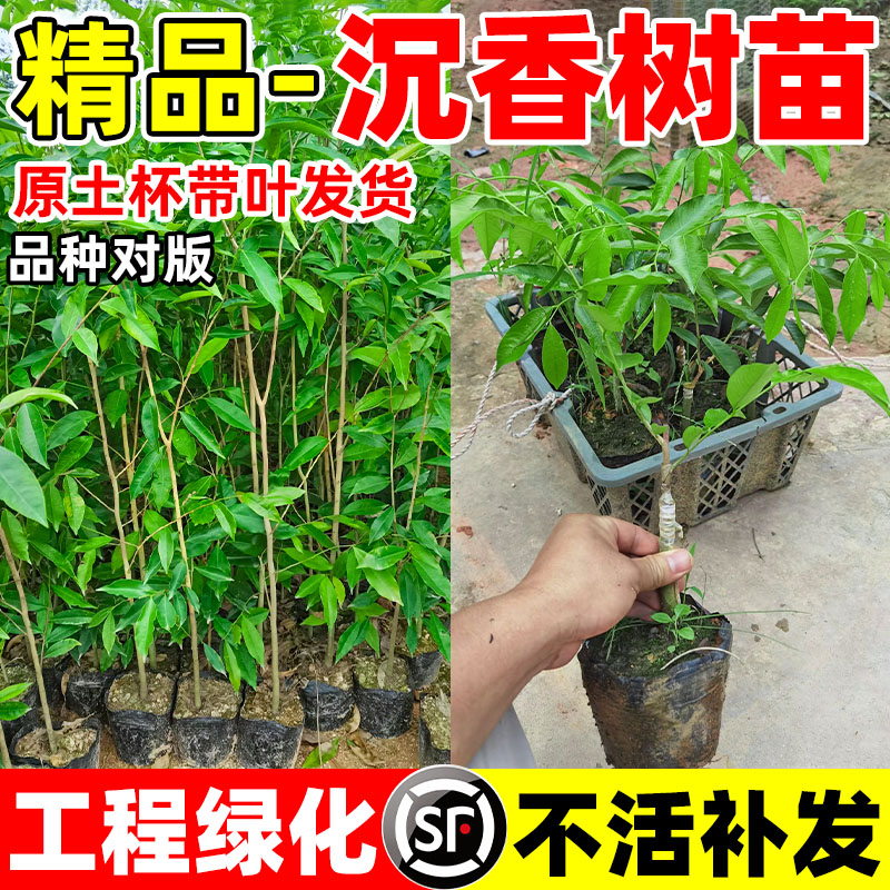 正宗奇楠沉香树苗金丝楠木小叶紫