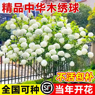 中华木绣球树苗大花斗球耐寒独杆棒棒糖丛生老桩室内盆栽室外地栽