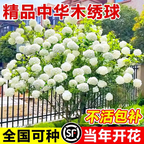 中华木绣球树苗大花斗球耐寒独杆棒棒糖丛生老桩室内盆栽室外地栽