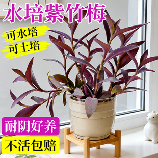 紫竹梅盆栽水培植物办公室客厅桌面室内好养四季花卉绿植紫罗吊兰