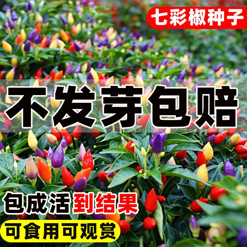 七彩椒种籽五彩辣椒种子农家蔬菜