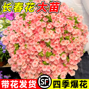 长春花盆栽带花苞多年生绿植庭院耐热爆花植物春秋开花苗四季花卉