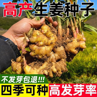 云南生姜种子姜芽姜苗子大姜种苗子已发芽姜种黄姜老姜小黄姜种苗