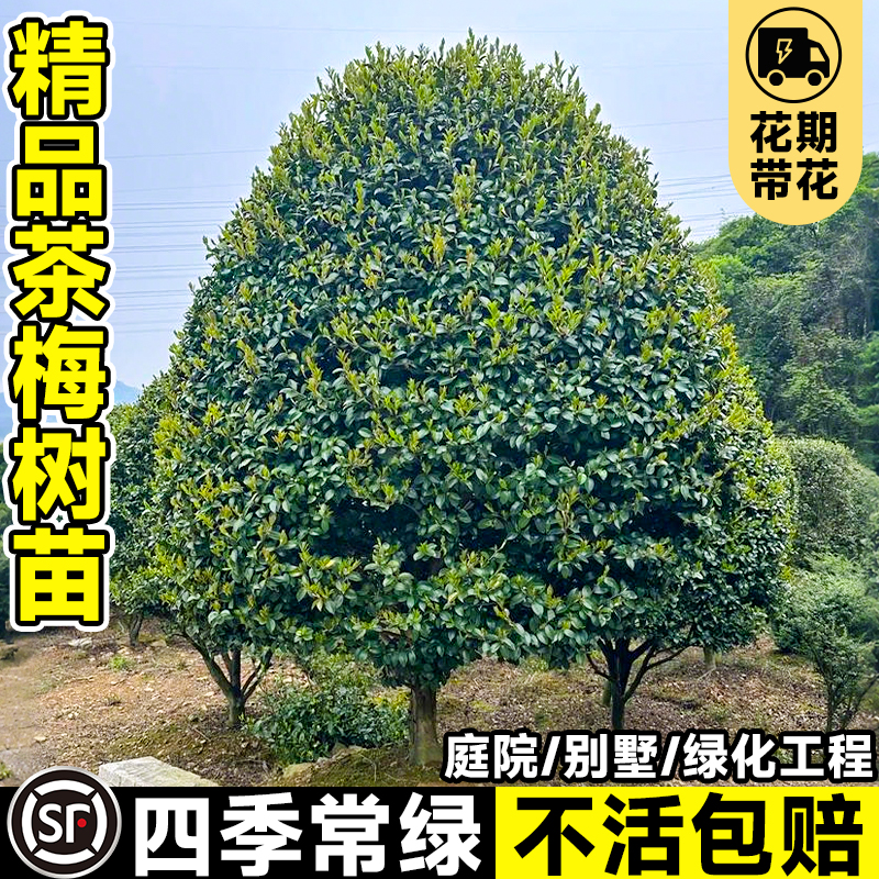 高杆茶梅花树苗盆栽四季常青花卉