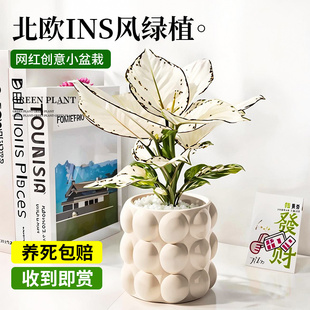 白如意盆栽白象粗肋草室内阳台净化空气高颜值新款观叶桌面绿植苗