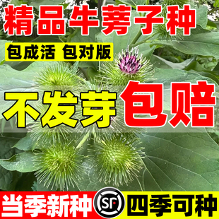 牛蒡子种子东洋牛鞭菜牛蒡种籽大力子恶实牛蒡四季种植东洋参种子