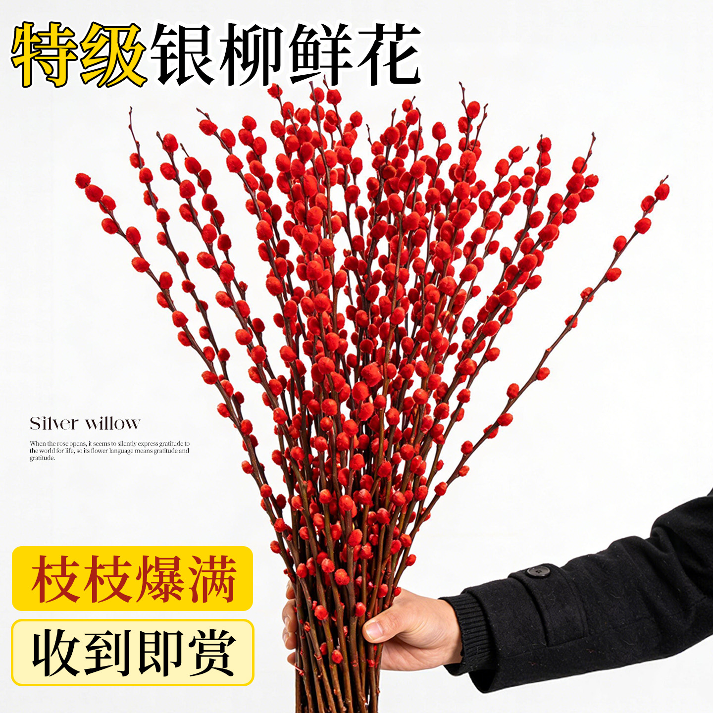 银柳真花鲜枝干花新年年宵过年