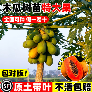 正宗矮化木瓜树苗庭院盆栽地栽高产耐寒冰糖红心木瓜绿植水果树苗