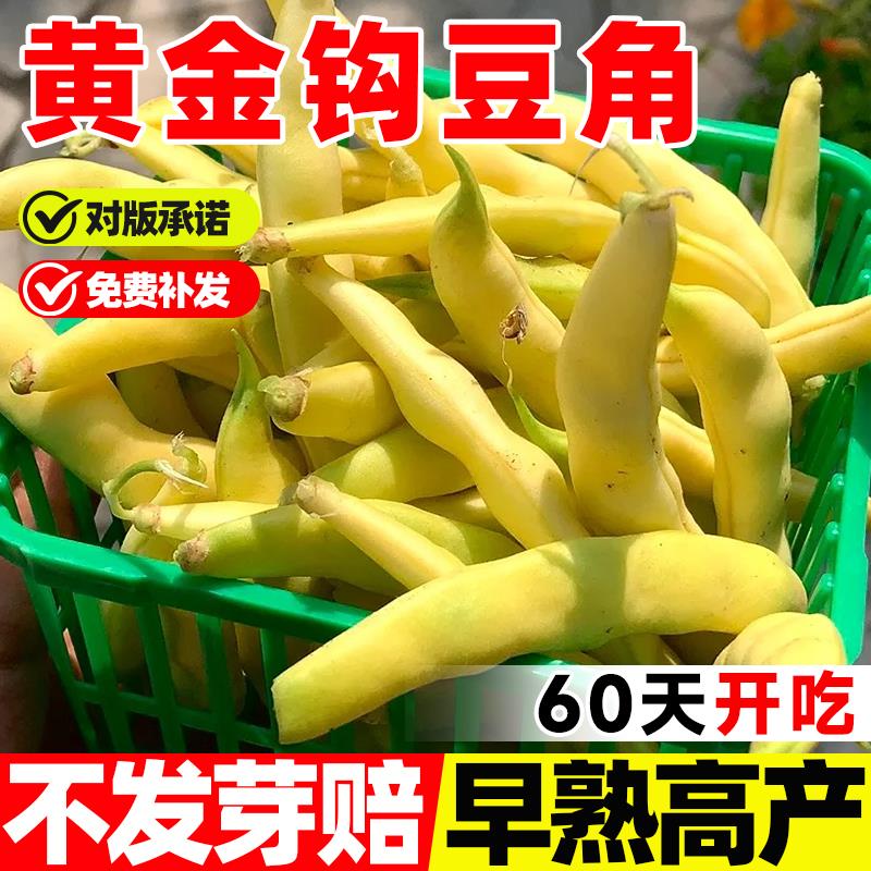 黄金钩架豆种子无筋柴高产蔬菜种