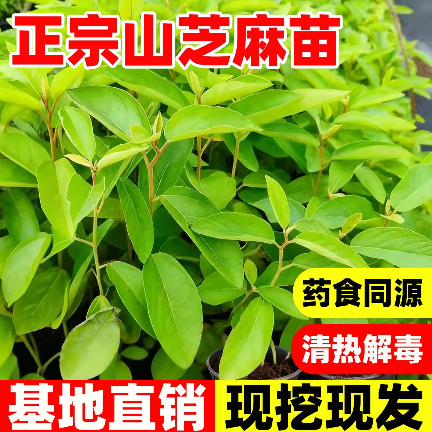 广西正宗高产中药材山芝麻苗