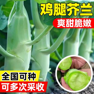 大笋鸡腿甜芥兰种子甜脆芥菜芥蓝菜蔬菜种籽高产庭院小菜园阳台籽