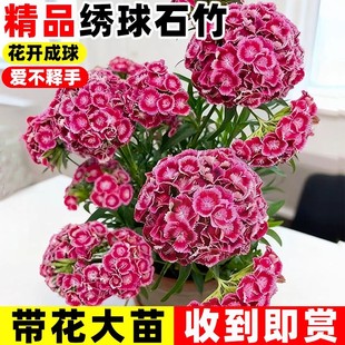 绣球石竹盆栽花苗霹雳石竹庭院阳台多年生植物花期长五彩耐寒花卉
