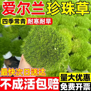 爱尔兰珍珠草多年生苔藓草坪室内外耐寒旱盆栽庭院花园花镜绿植物