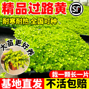 金叶过路黄盆栽耐寒耐热花境庭院黄金串地被趴地匍匐垂吊植物观叶