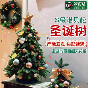 诺贝松鲜切绿植装饰材料小型节日限定礼物桌面迷你摆件圣诞树真树