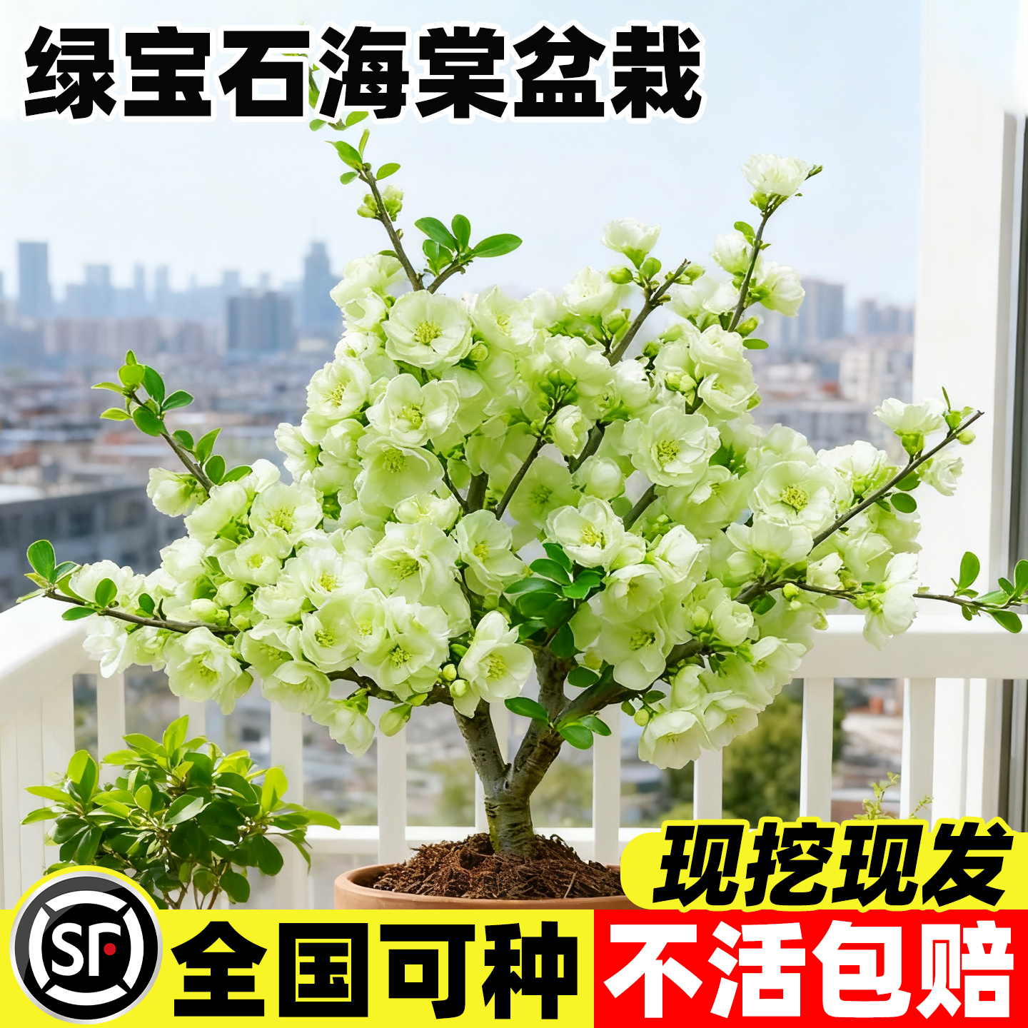 绿宝石海棠花苗盆栽老桩树苗