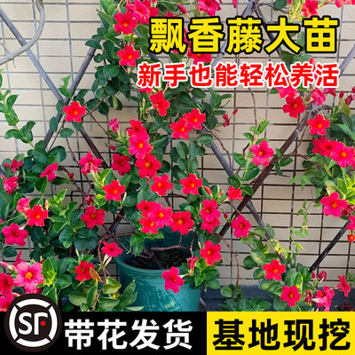 千里飘香藤大花重瓣盆栽庭院阳台