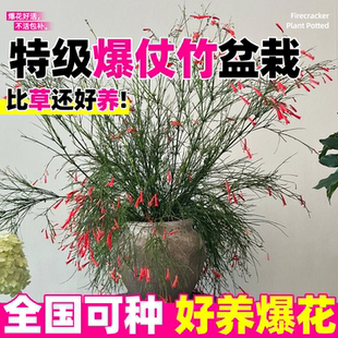 爆仗竹盆栽吉祥草喜阳耐热植物红色爆竹花苗鞭炮花炮仗花阳台庭院