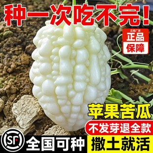 苹果苦瓜种子四季 高产长白苦瓜种孑阳台庭院盆栽易活油青苦瓜种籽