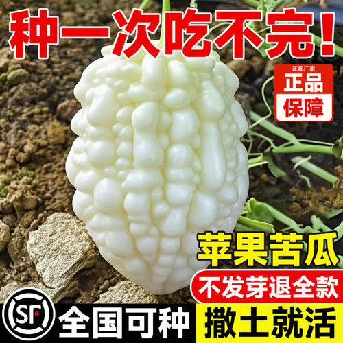 苹果苦瓜种子四季高产白苦瓜
