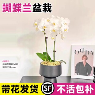 蝴蝶兰盆栽带花苞开花双剑花苗四季好养室内客厅鲜花卉绿植物送礼