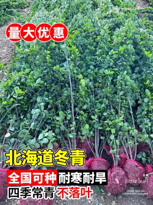 冬青树苗四季常青绿篱笆围墙庭院植物绿化别墅大叶北海道黄杨苗