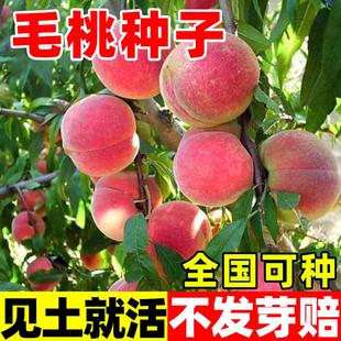 毛桃种子野毛桃树毛桃核种籽山桃山杏山樱桃嫁接红梅绿梅桃树砧木