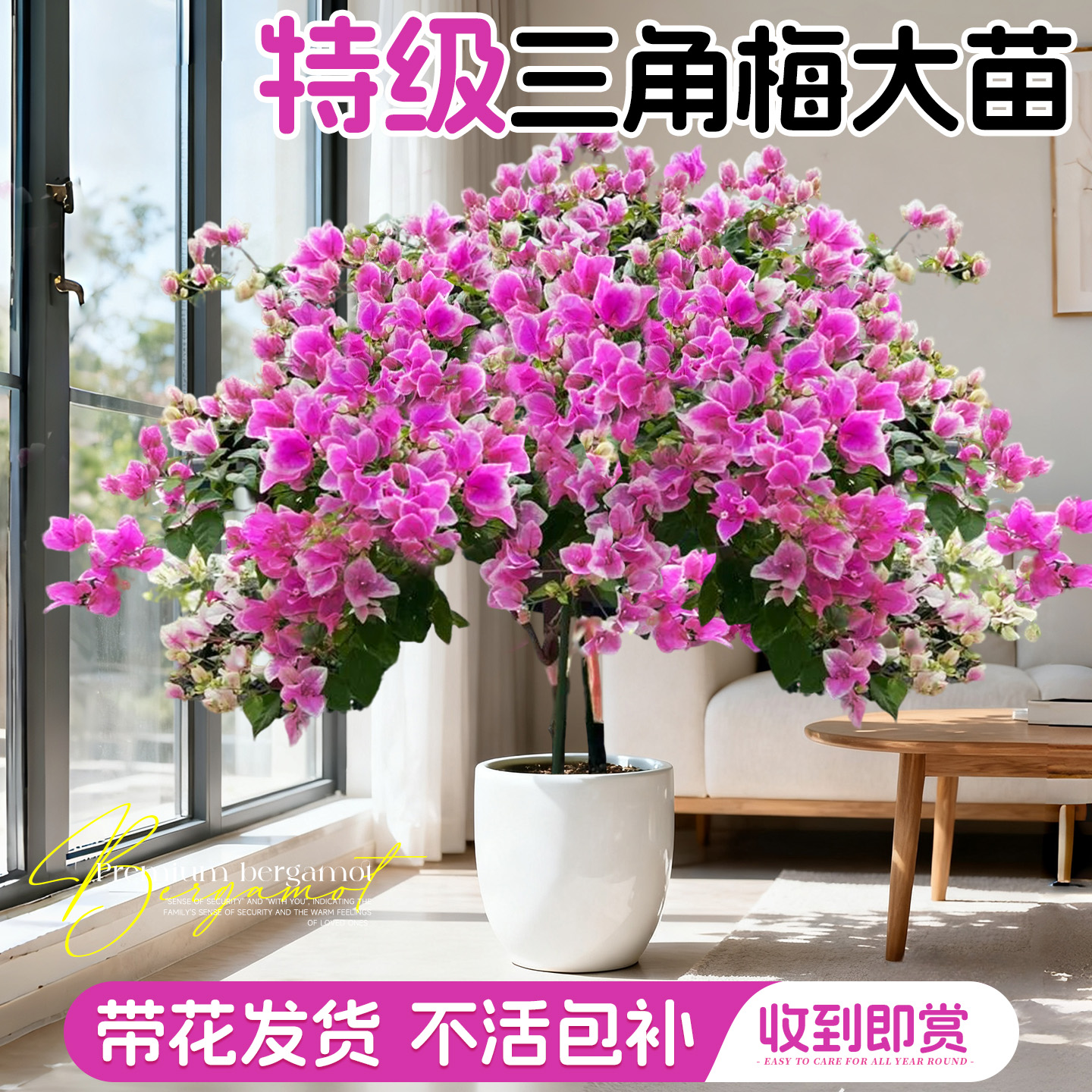 三角梅盆栽老桩重瓣四季阳台