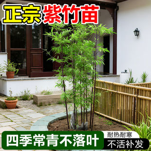 正宗紫竹苗金镶玉竹罗汉竹丛生慈孝竹好养竹子苗庭院室外耐寒植物