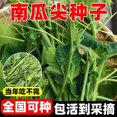 南瓜尖种孑专吃农家庭院四季种植