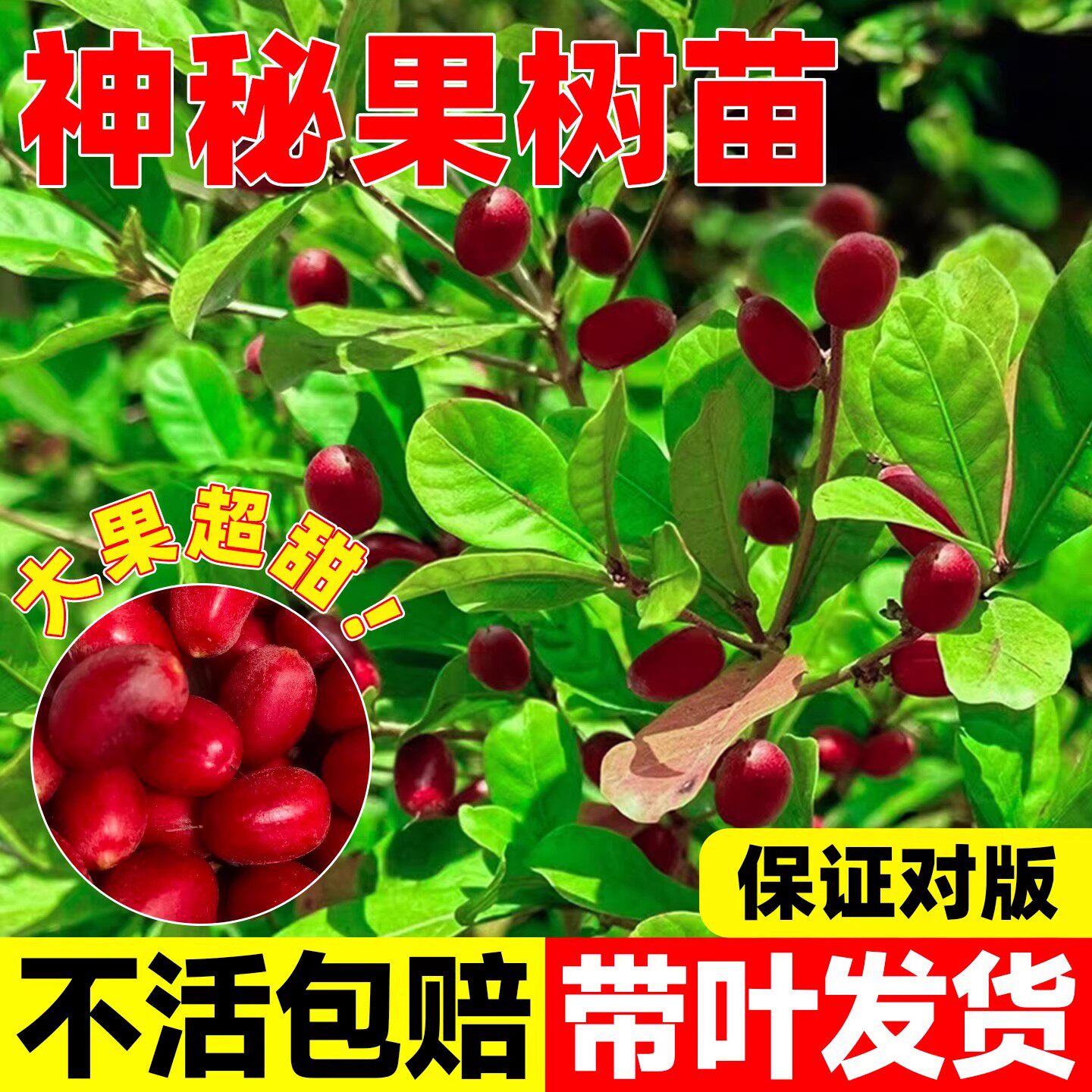 神秘果树果苗四季好养活阳台盆栽云南神秘果庭院地栽鲜果干变味果