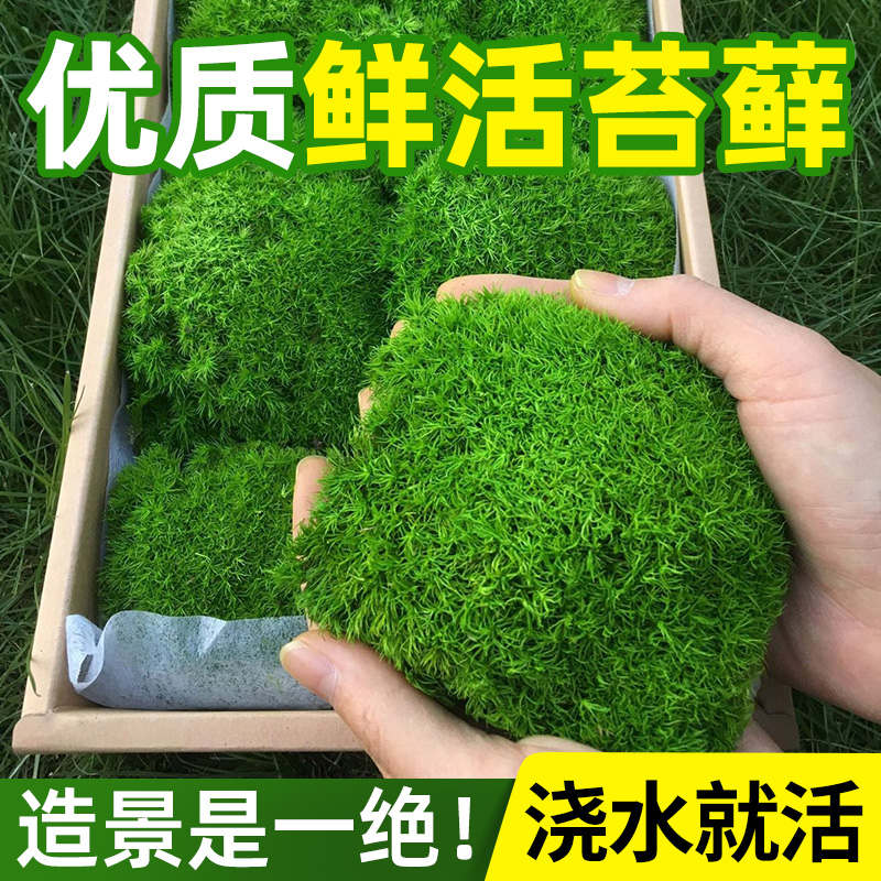 苔藓微景观鲜活造景草皮保湿宠物