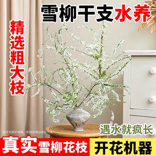 雪柳干枝水养带芽孢鲜切花室内耐阴好养易活的植物冬天不怕冻的花