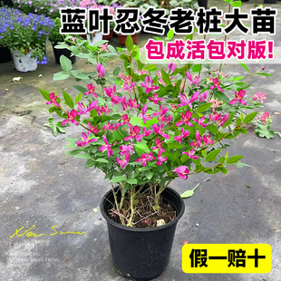 蓝叶忍冬盆栽花苗多年生金银花室内庭院阳台净化空气带花盆景花卉
