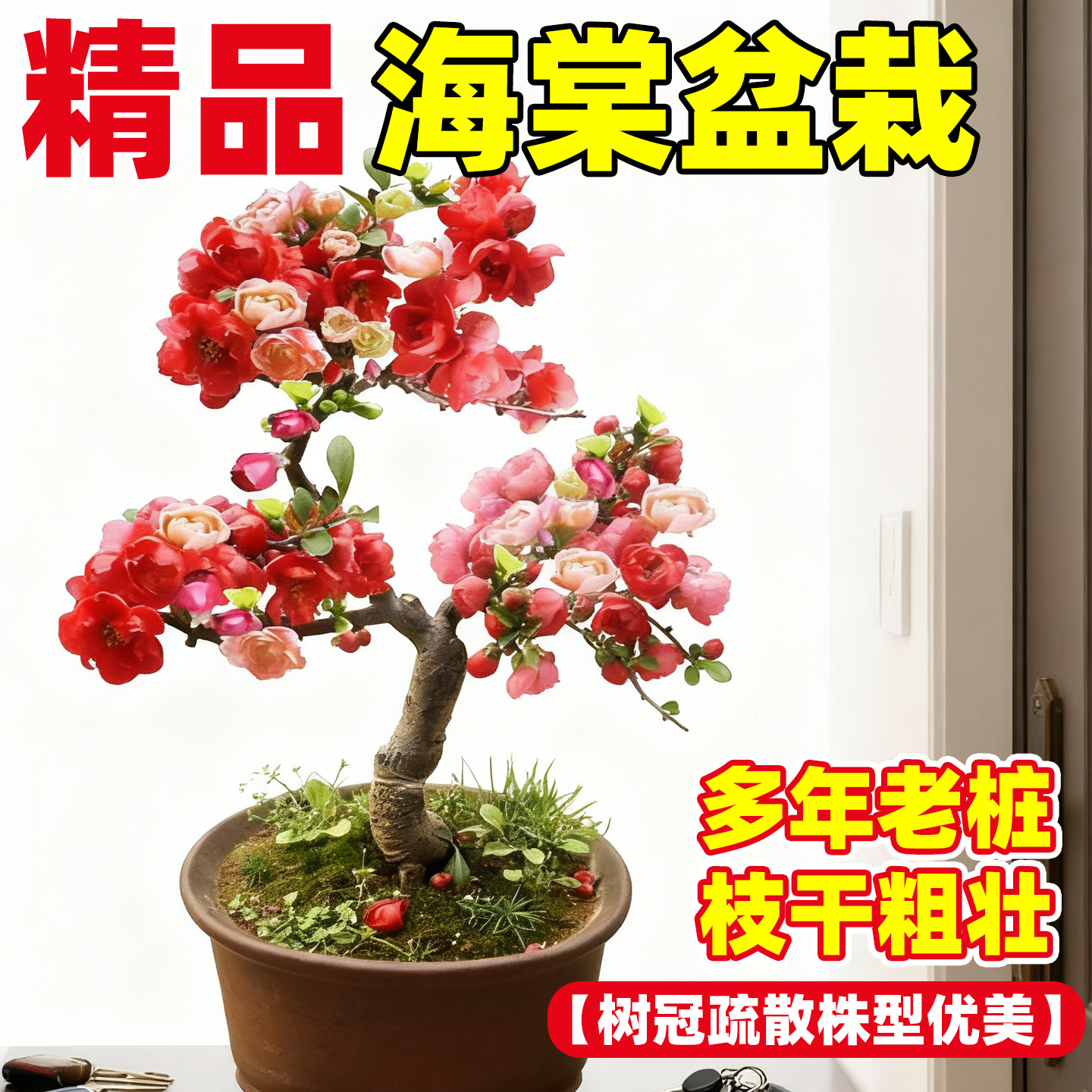 红玉海棠花盆栽苗易活重瓣四季